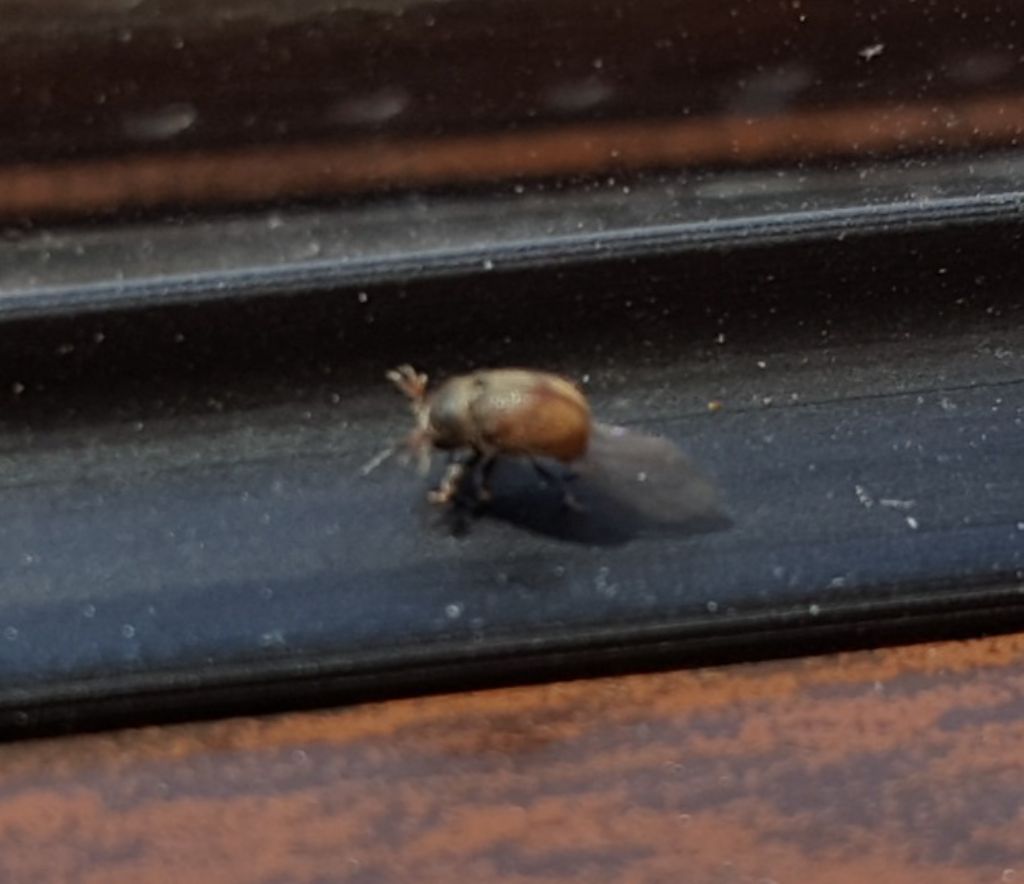 insetti piccoli scuri:  Phloeotribus scarabaeoides (Scolytidae)